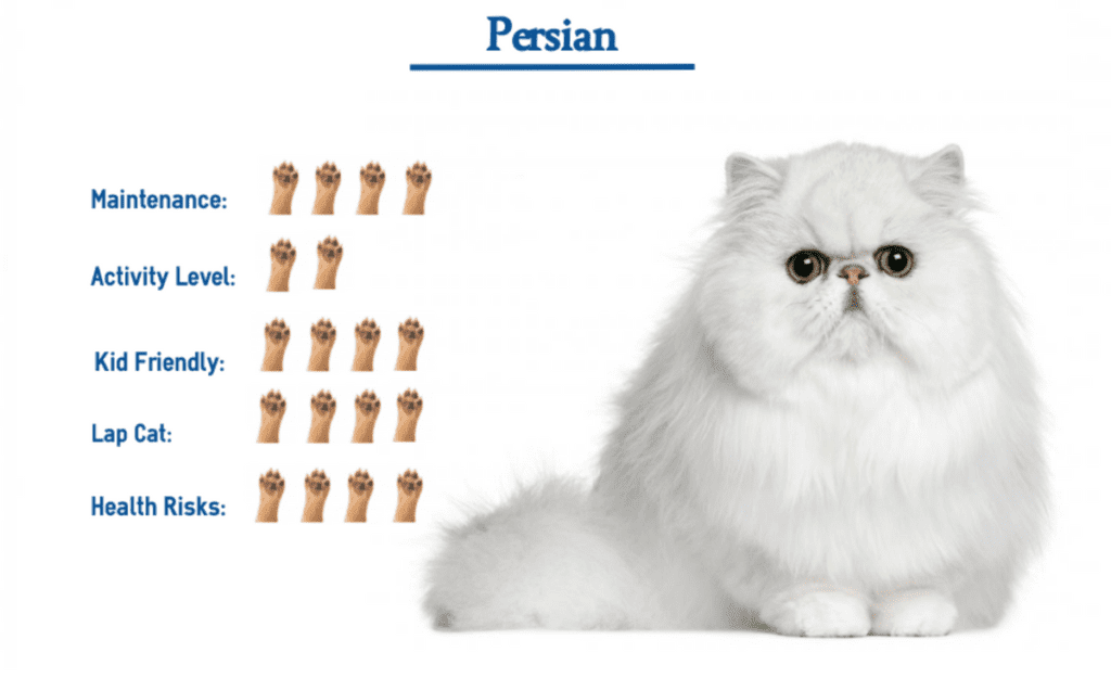 Are Persian Cats High Maintenance