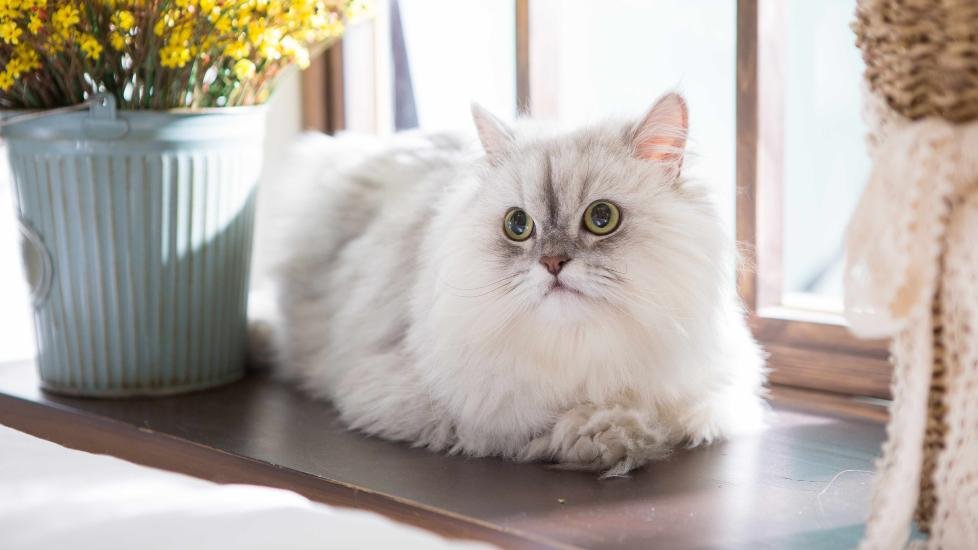 Are Persian Cats High Maintenance