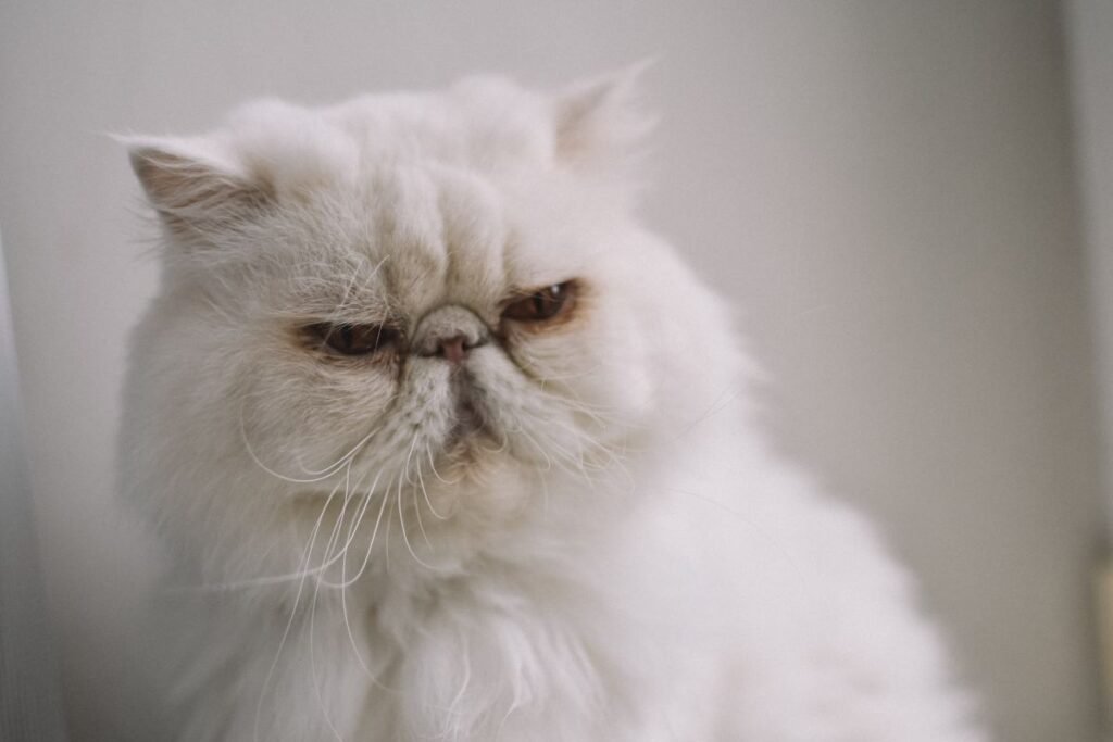Are Persian Cats High Maintenance