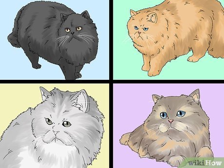 How to Determine the Age of a Persian Cat