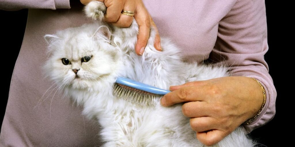 The Ultimate Guide on How to Groom a Persian Cat