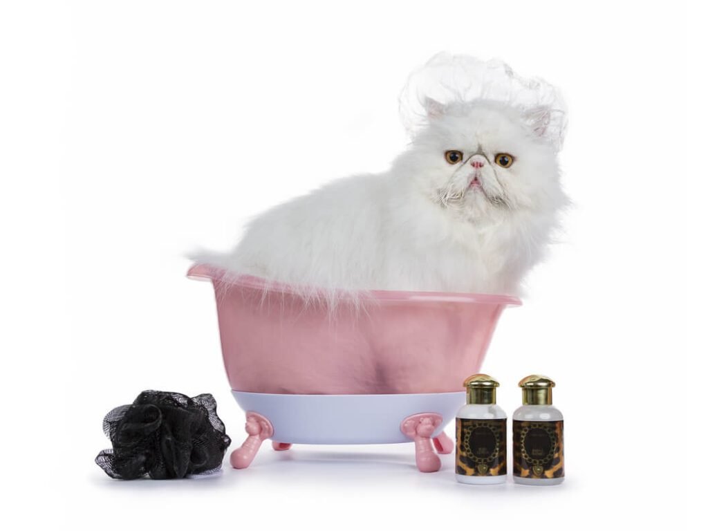 The Ultimate Guide on How to Groom a Persian Cat