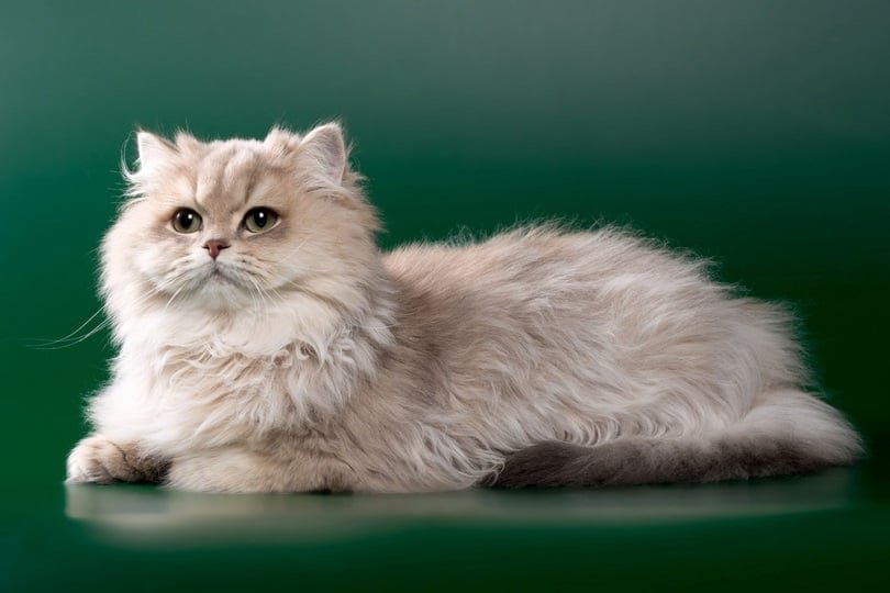 Who Chooses The Color Of A Cat In Persians