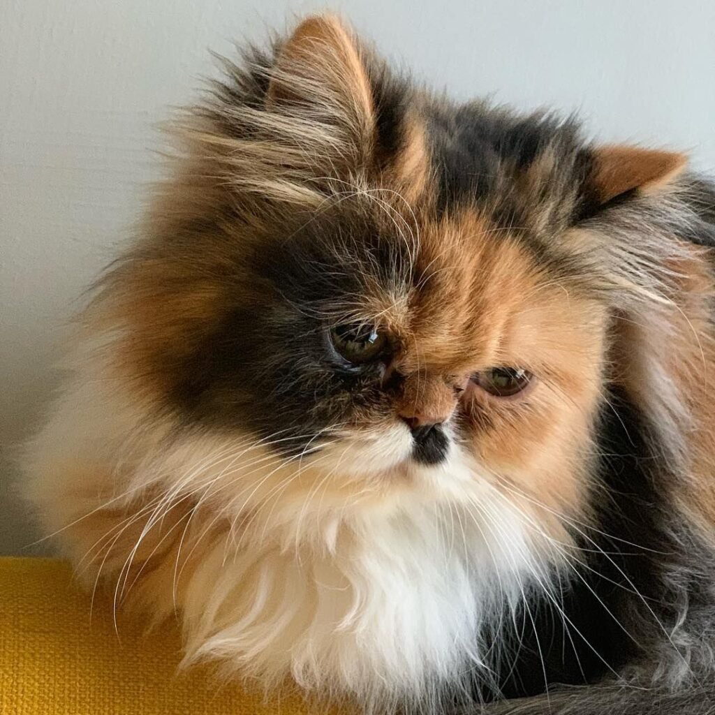 Who Chooses The Color Of A Cat In Persians