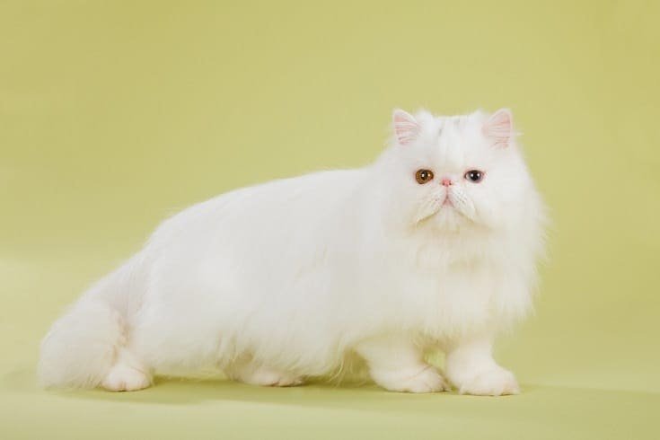 Who Chooses The Color Of A Cat In Persians
