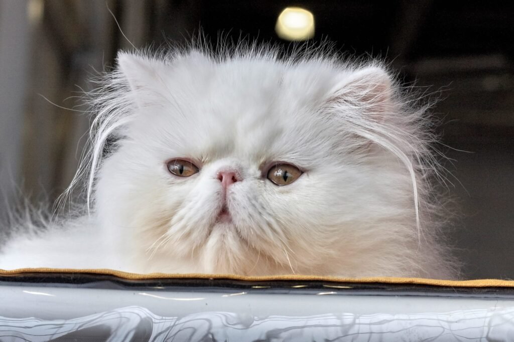 Is A Persian Cat Purebred