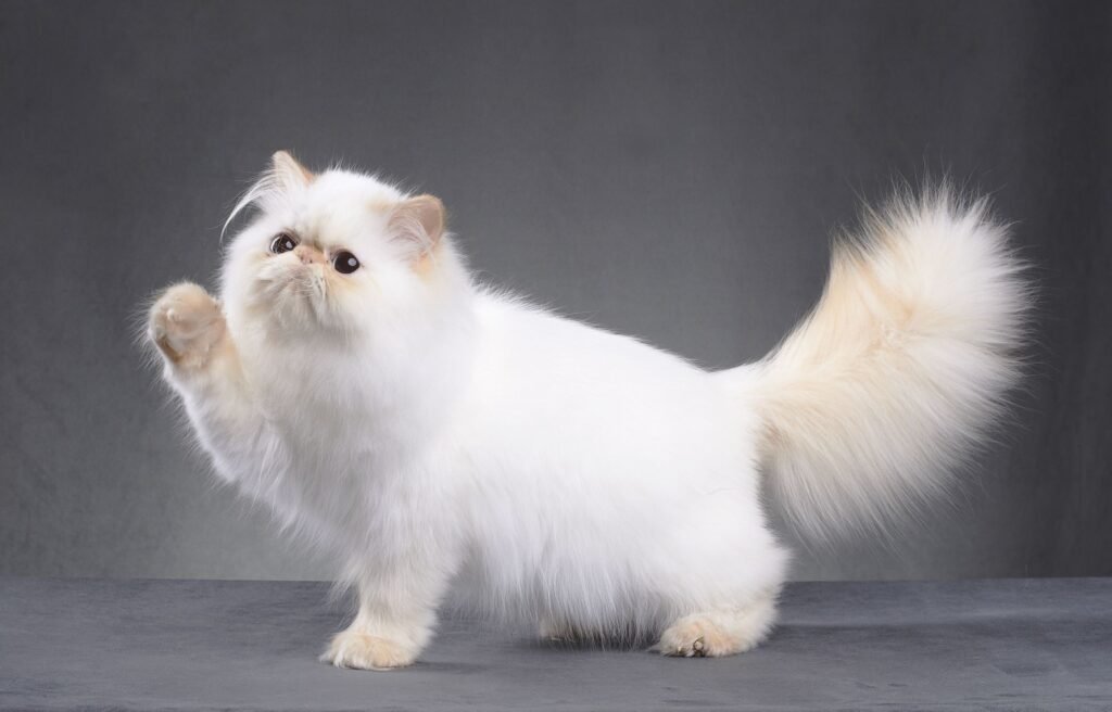 Is A Persian Cat Purebred