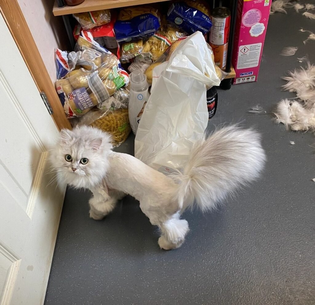 Mastering the Lion Cut for Persian Cats