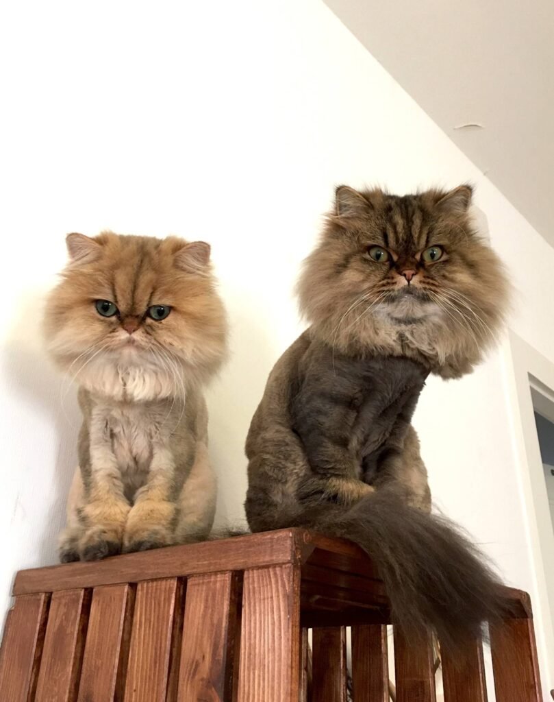 Mastering the Lion Cut for Persian Cats