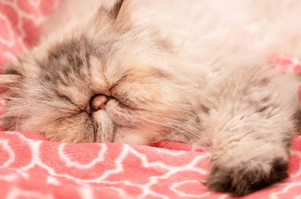 Are Persian Cats Lazy