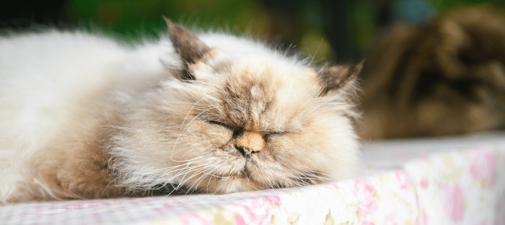 Are Persian Cats Lazy