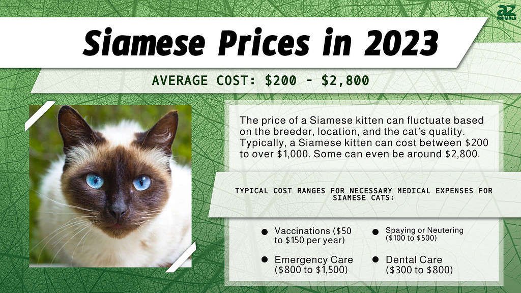 Are Siamese Cats Expensive