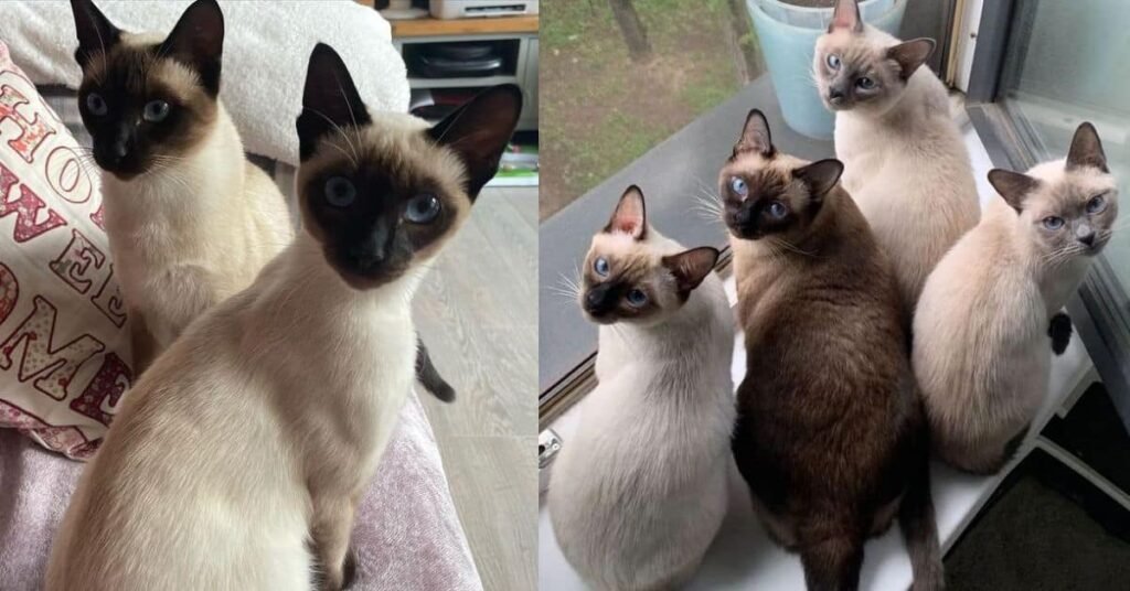 Are Siamese Cats Expensive