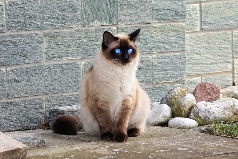 Are Siamese Cats Expensive