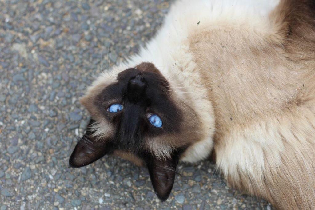 Are Siamese Cats Rare