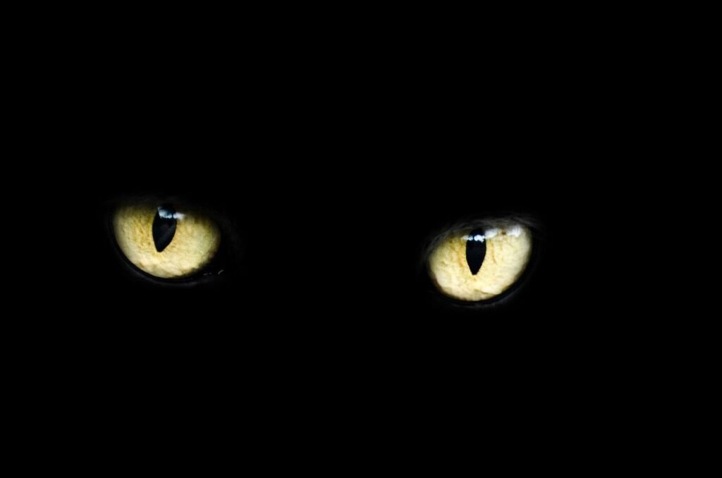 Can Cats See In The Dark