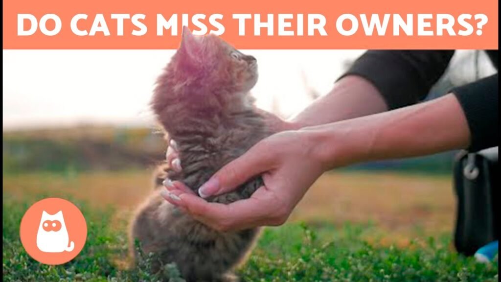 Do Cats Miss Their Owners