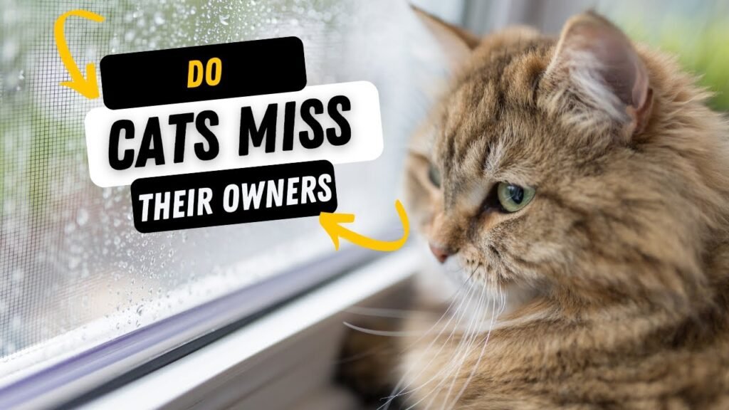 Do Cats Miss Their Owners