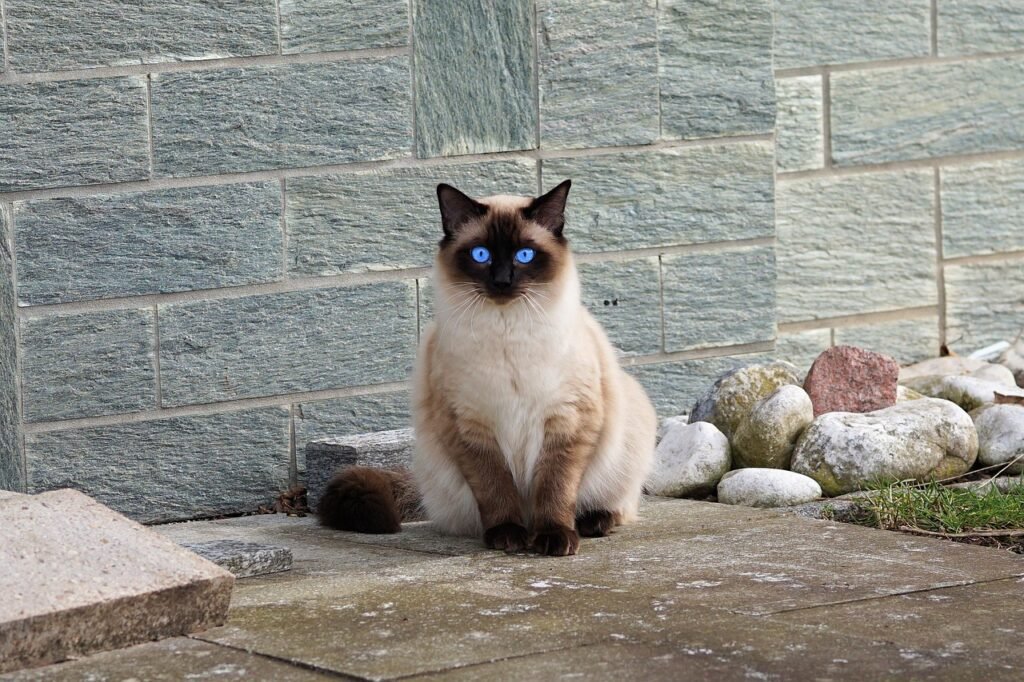 How Long Do Siamese Cats Live