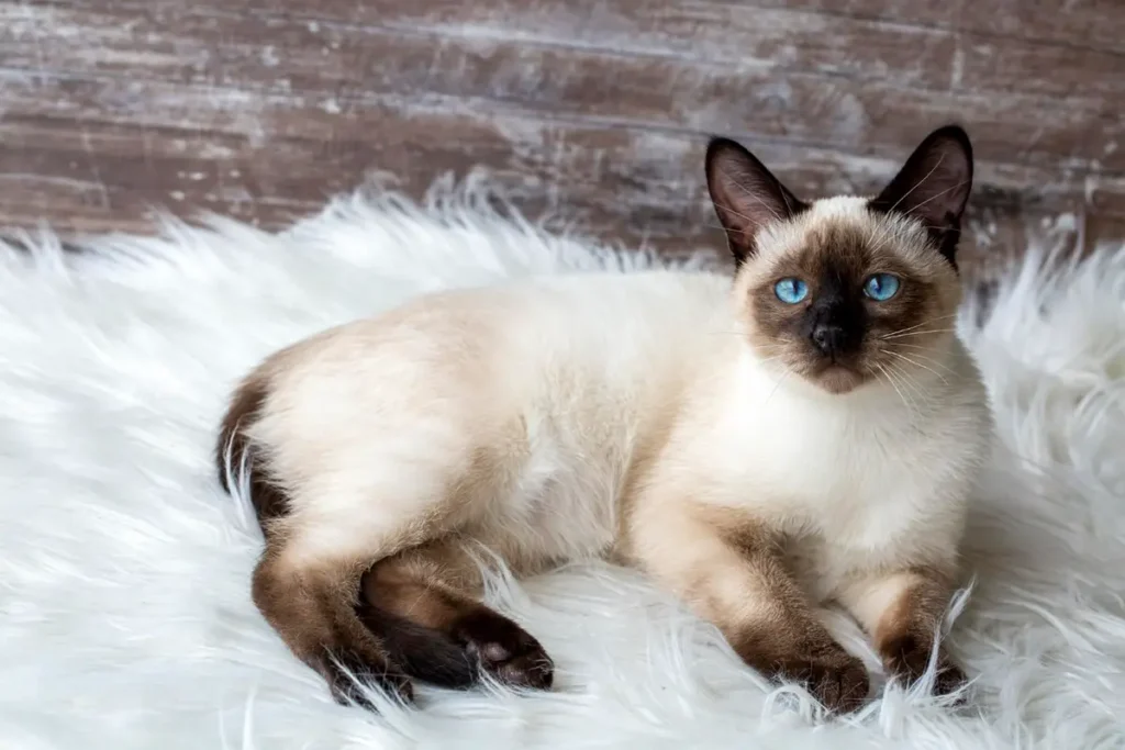 How Much Do Siamese Cats Pice Cost