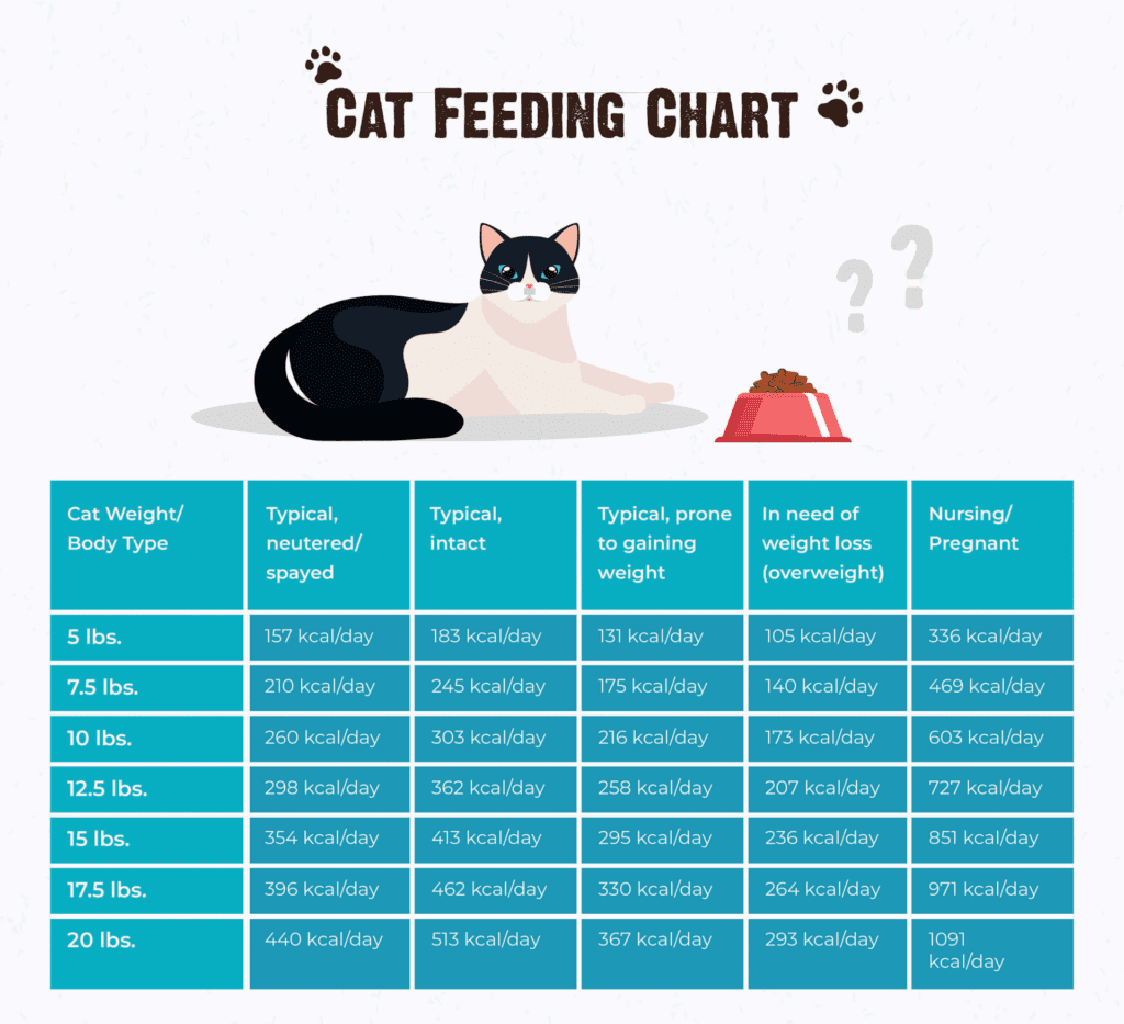 How Much To Feed A Cat