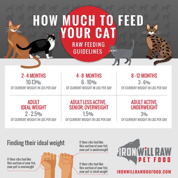 How Much To Feed A Cat