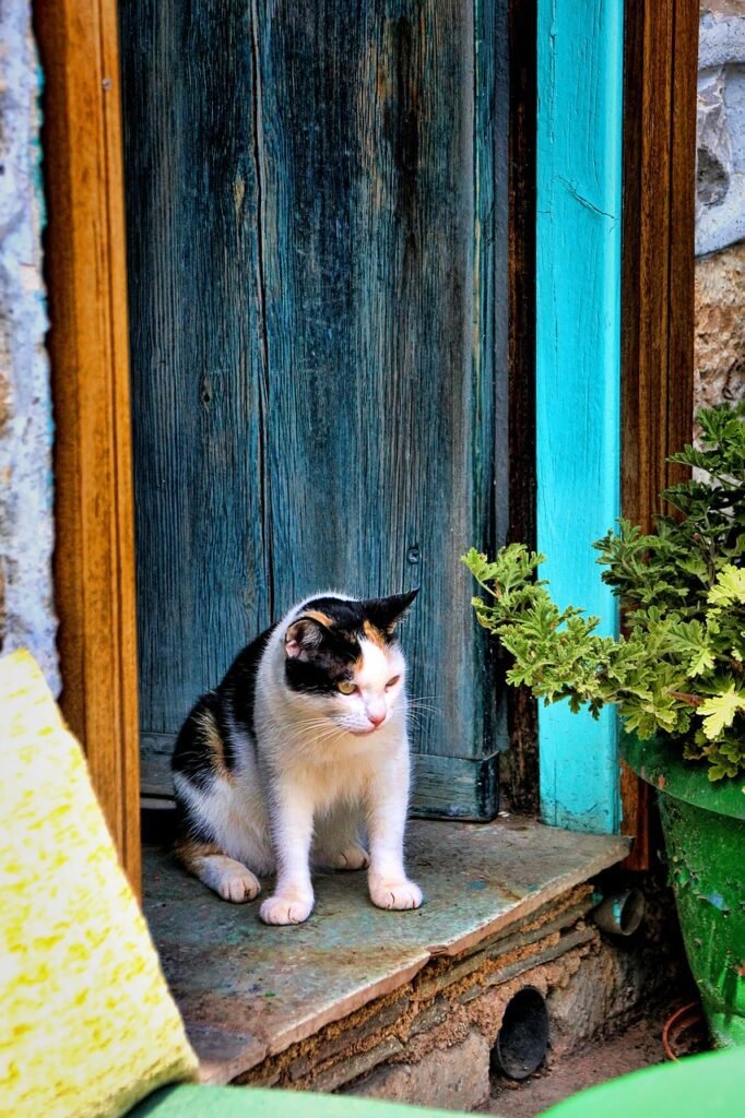 How To Build A Cat House Out Of Wood