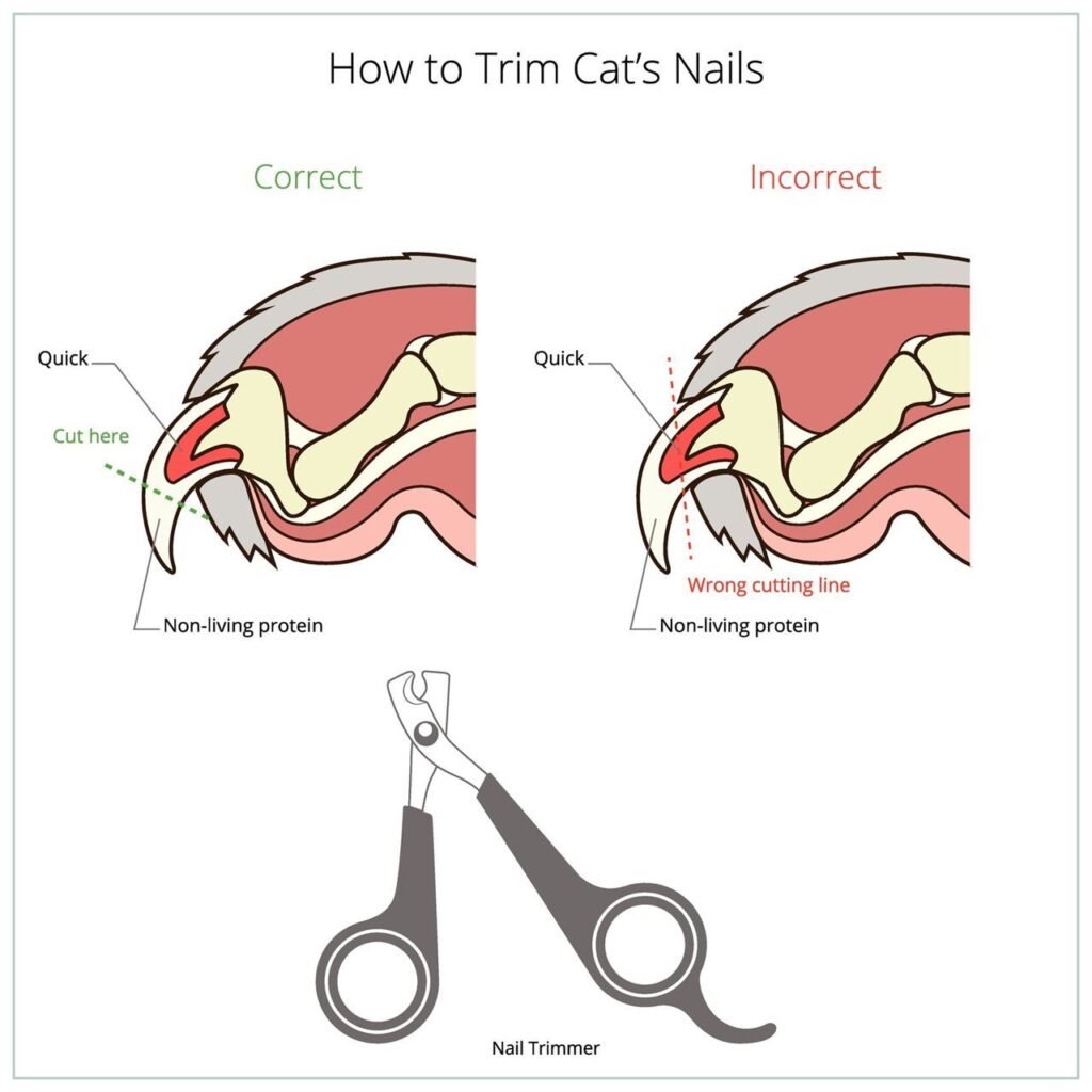 How To Cut Cat Nails