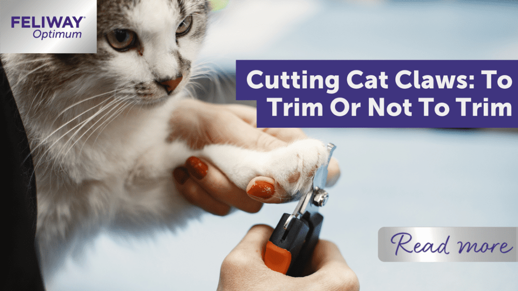 How To Cut Cat Nails