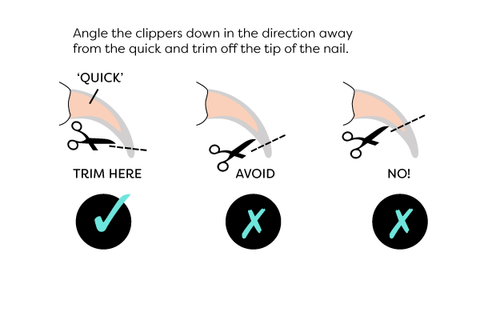 How To Cut Cat Nails