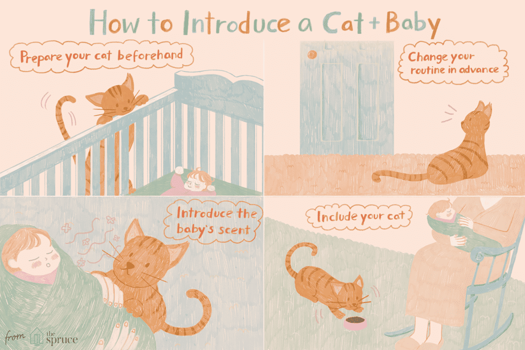 How To Introduce Cats