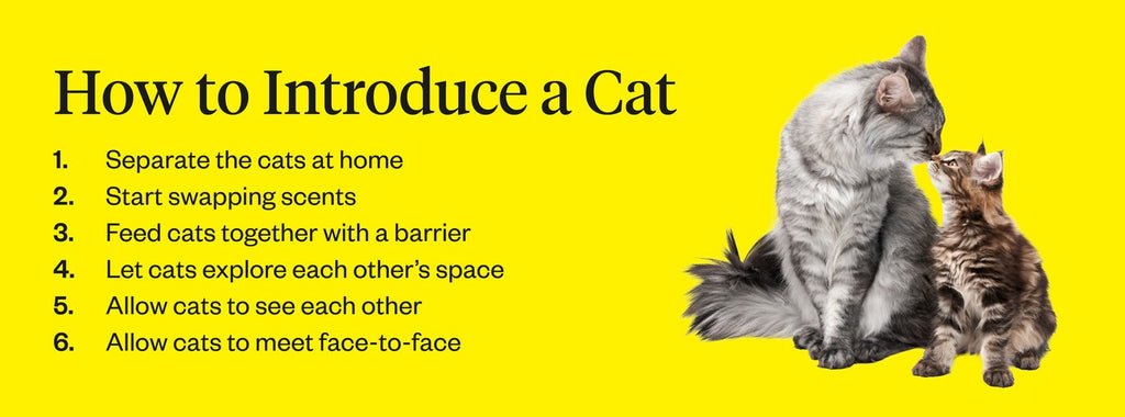 How To Introduce Cats