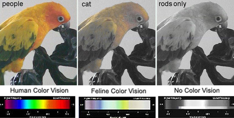 What Colors Do Cats See