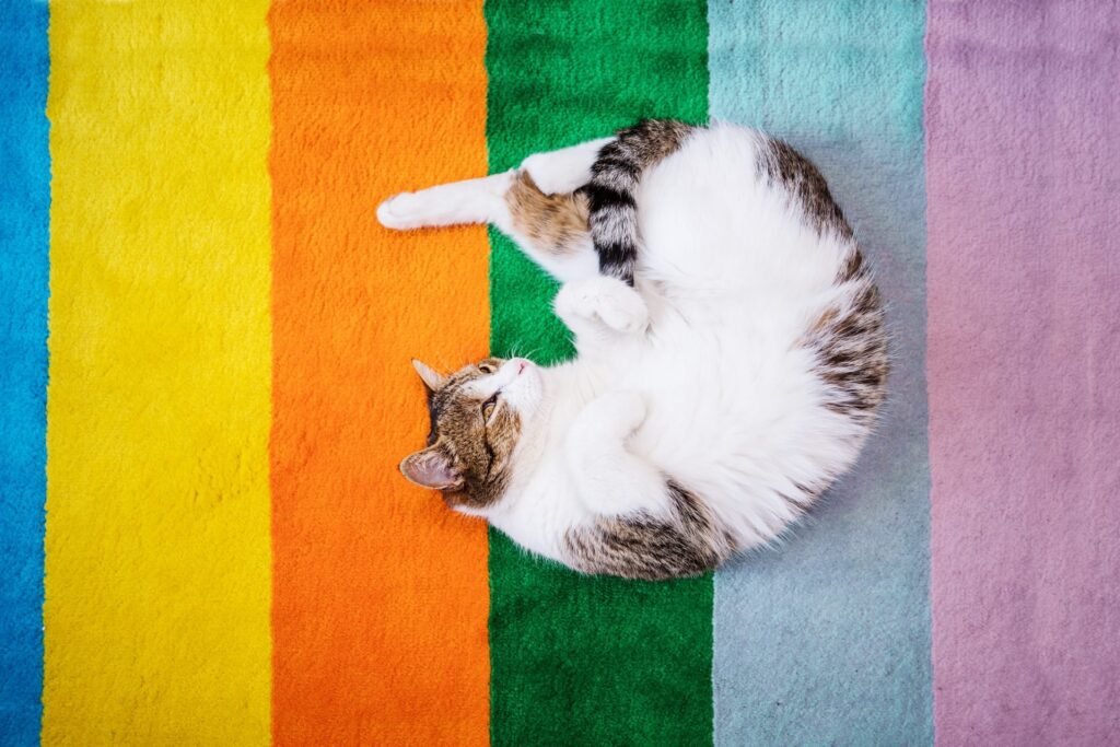 What Colors Do Cats See