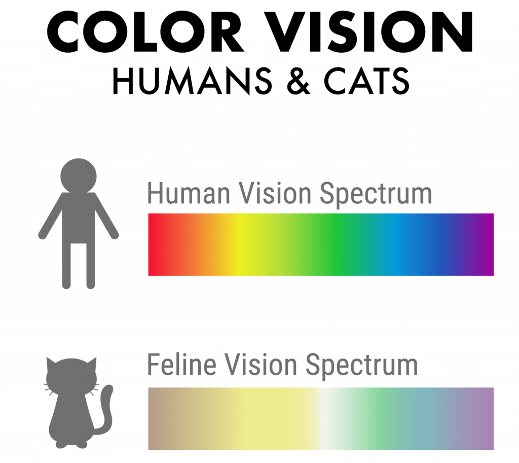 What Colors Do Cats See