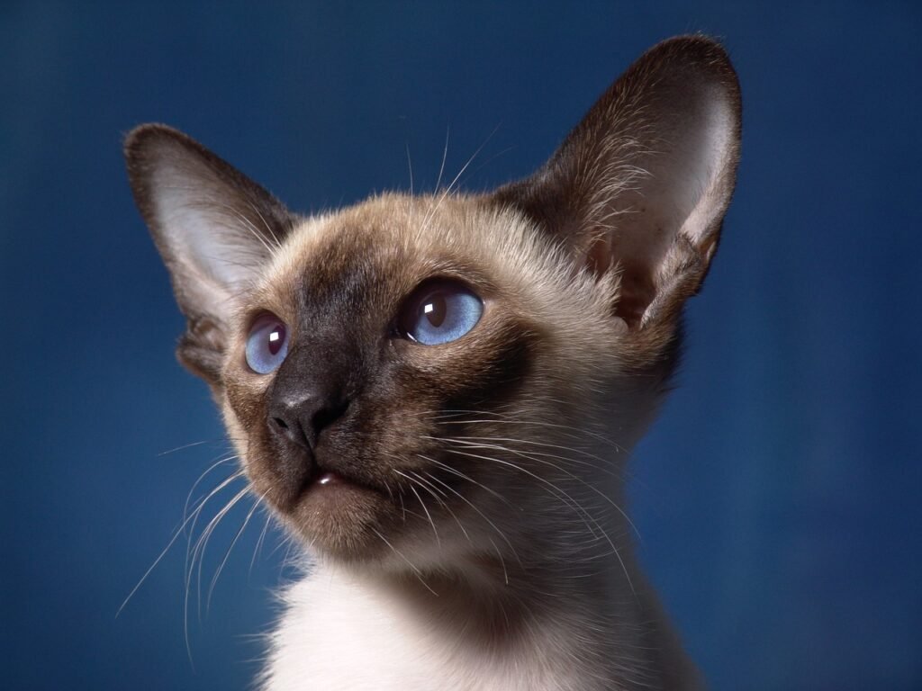 Where Did Siamese Cats Come From