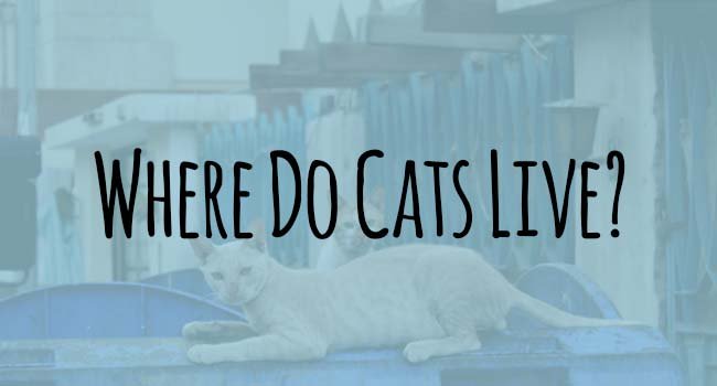 Where Do Cats Live