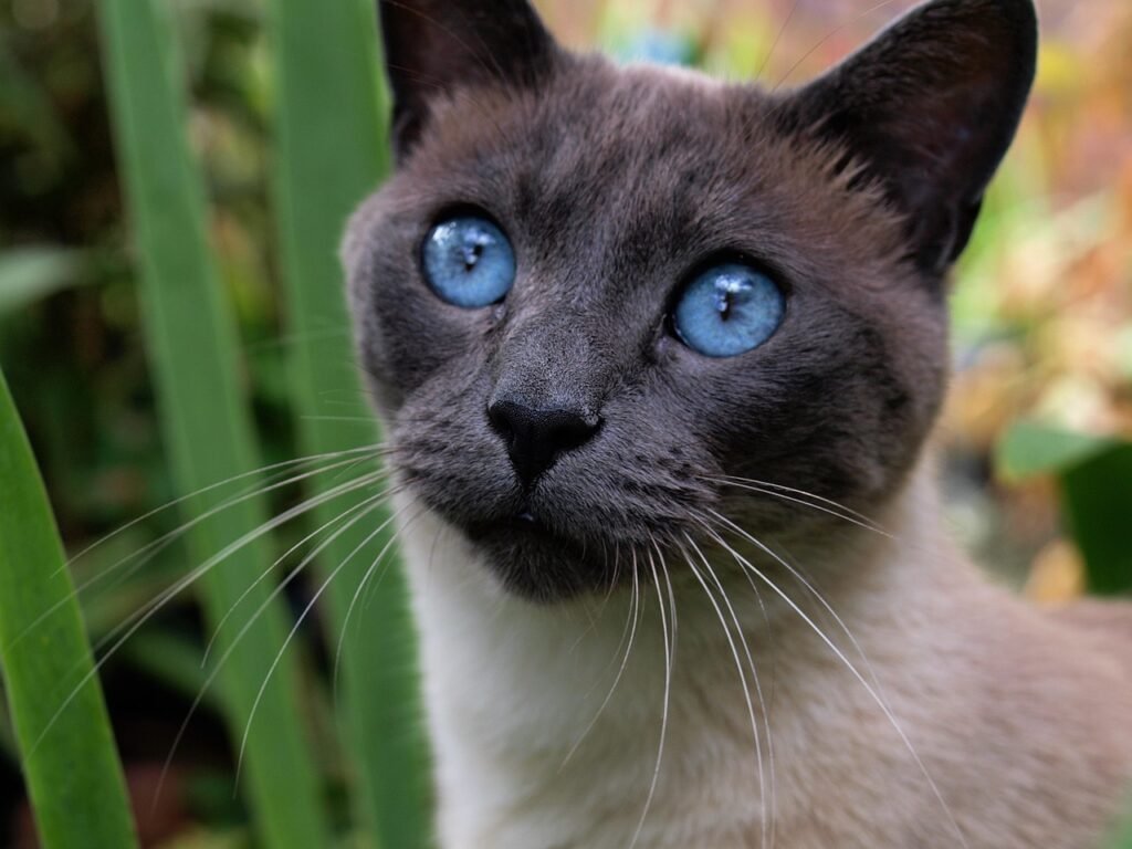 Where Do Siamese Cats Originate From