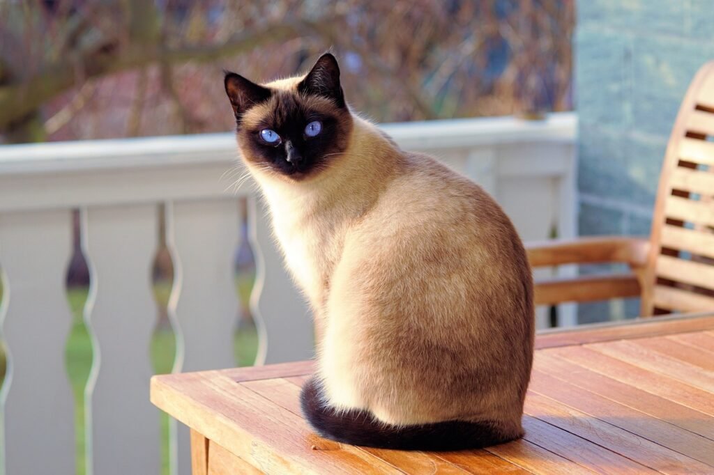 Where Do Siamese Cats Originate From