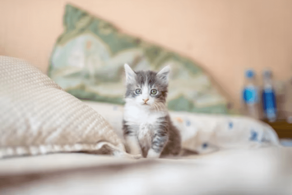 How To Choose The Right Cat For Your Lifestyle