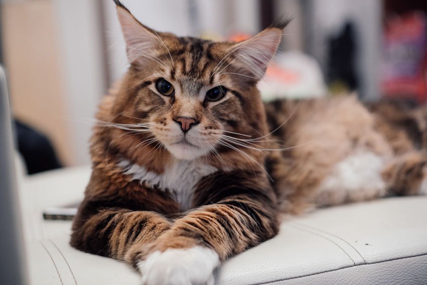 How To Choose The Right Cat For Your Lifestyle