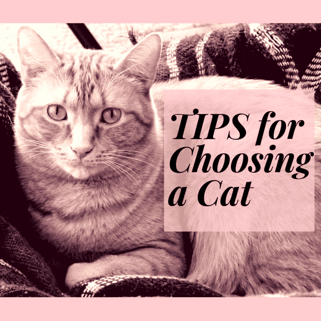 How To Choose The Right Cat For Your Lifestyle