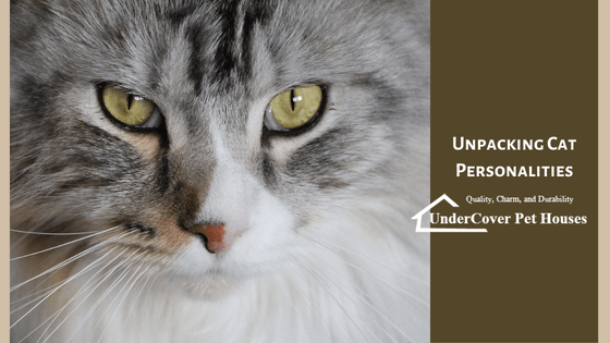 How To Choose The Right Cat For Your Lifestyle