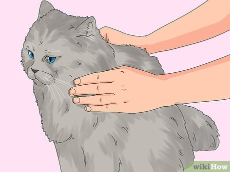 How to Determine if a Cat is a Purebred Persian