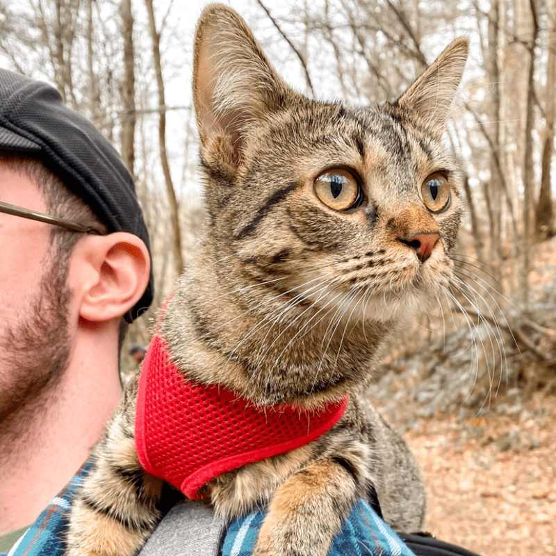 Keeping Your Adventurous Cat Entertained At Home