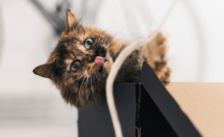 Keeping Your Adventurous Cat Entertained At Home