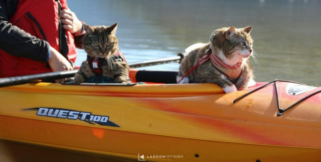 The Benefits Of Adventures For Cats