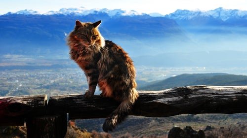 The Benefits Of Adventures For Cats