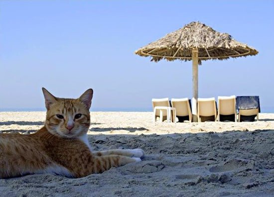 Top Destinations For Cat-Friendly Vacations
