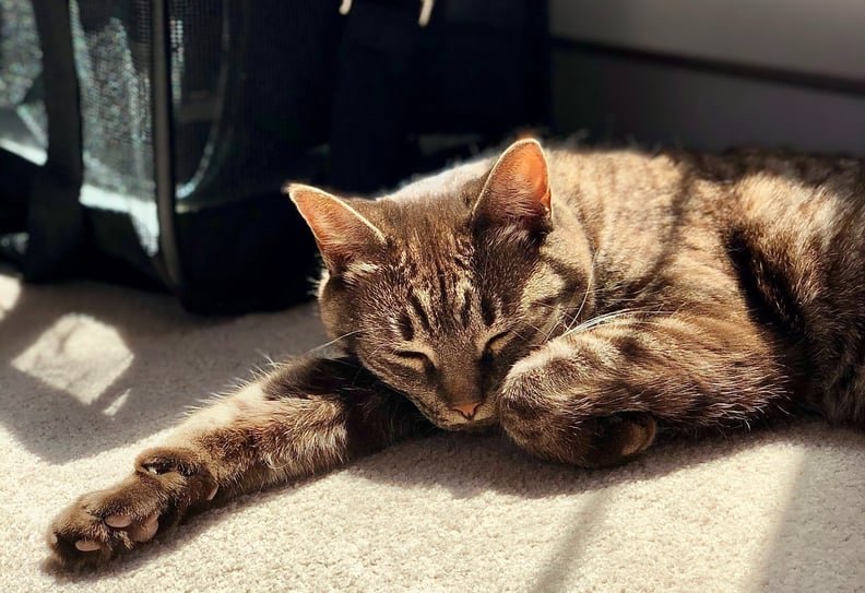 Top Techniques For Comforting Anxious Cats On The Go